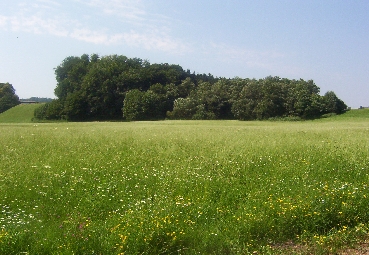 Naturnaher Leitenwald bei Tuffeltstham 