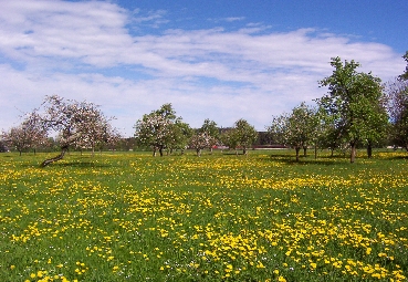 Obstbaumwiese in Pöring 