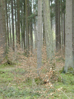 Fichtenwald mit Rotbuchen-Verjüngung