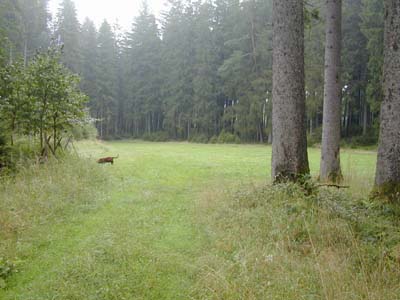 Eine der wenigen, als Wirtschaftswiese genutzten Lichtungen im Weilhartsforst