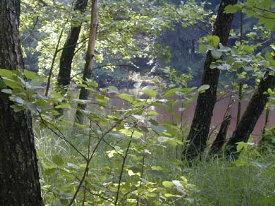 Schwarzerlenbruchwald am Huckinger See 