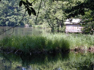 Der Große der zwei Huckinger Seen mit Schwarzerlenbruch und Seggenröhricht