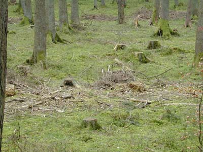 Plenterartige Nutzung im Wirtschaftswald