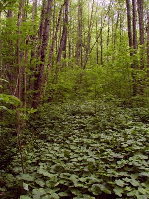 Grauerlenhangwald mit Sumpfdotterblumen und aufkommenden Eschen 
