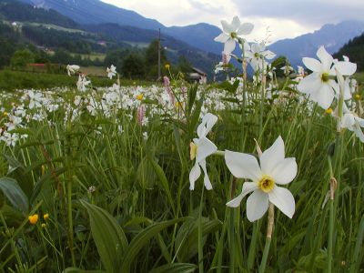 Narzissenwiese am Edlbach nördlich des Wurberges 