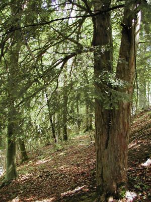 Buchenmischwald mit älteren Eiben an den westexponierten Abhängen nördlich von Spital am Pyhrn 