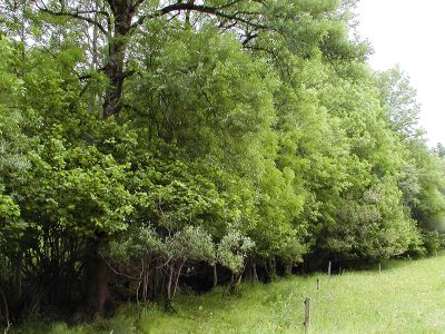 Eschen-Hasel Hecke nödlich von Spital am Pyhrn