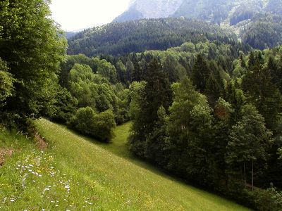 enge Verzahnungen von Wald und Wiesenbereichen südöstlich von Spital am Pyhrn am Rand der Raumeinheit 