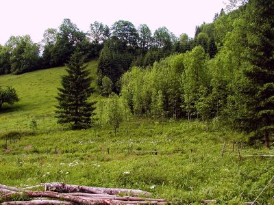 Aufforstungen ehemaliger Wiesen und Weiden an den Abhängen des Hasenberges südlich Spital am Pyhrn 