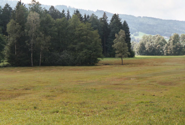 Streuwiese im Tal der Fuschler Ache bei Keuschen 