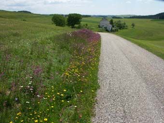 Regionstypische Pechnelkenböschung bei Rohrbach, einziger Blumenwiesenrest in intensivst genutzter Flur.