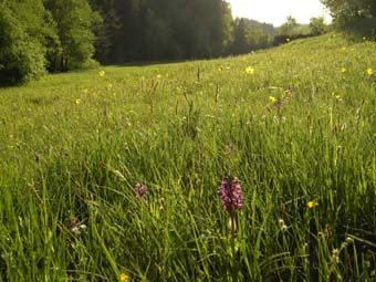 Typische Feuchtwiese mit Breitblättrigem Knabenkraut; Steinbach bei Niederwaldkirchen.