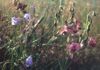 Stufenrain mit Wald-Platterbse (rechts) und Rundblättriger Glockenblume bei Auerbach bei Hirschbach; Lebensraum der Wespenspinne.