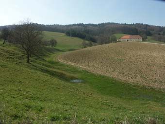 Dauerweidefläche mit lokaltypischen Weidegangln am Pfenningberg (Lachstatt).