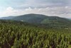 Die geschlossene Waldfläche des Böhmerwaldes von der Aussichtswarte Moldaublick, Blickrichtung Nordwest