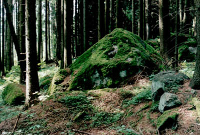 Moos- und flechtenbewachsener Findling im Wald 