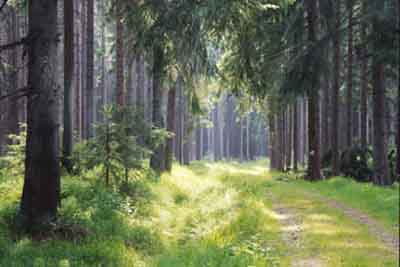 Die Forststraßen im Böhmerwald werden teilweise auch als Wanderwege und Langlaufloipen genutzt 