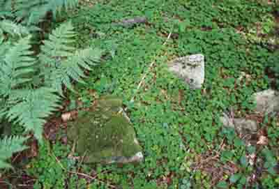 Waldboden mit Sauerklee, kleinen Findlingen und Wurmfarn