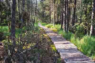 Wanderweg durch das Spirkenhochmoor Bayerischen Au 