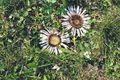 Silberdistel (Carlina acaulis) 