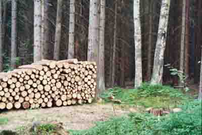 Forstwirtschaftliche Nutzung im Bauernwald 