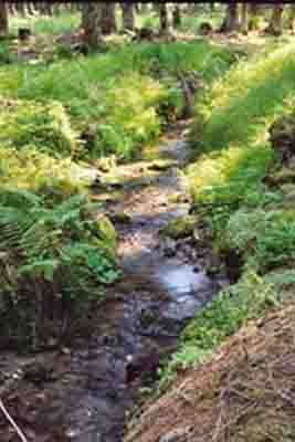 Kleiner naturnaher Bachlauf im Böhmerwald 