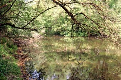 Altarm im Bereich der Schildorfer Au im Jahr 1998