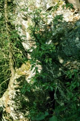 Die Elsbeere (Sorbus torminalis) im Donautal 