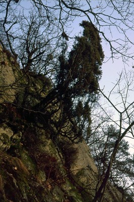 Wacholder im Bereich des Steiner Felsens 