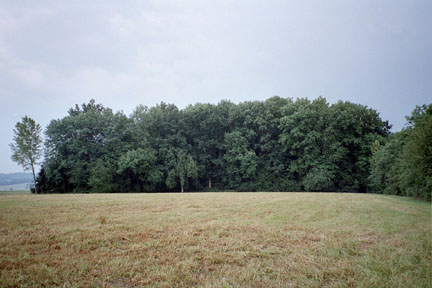 Waldbestand auf der Niederterrasse - Emlinger Holz 