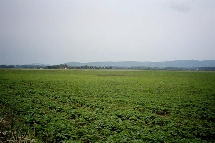 Erdbeerfeld auf der Niederterrasse bei Feldkirchen a.d. Donau 