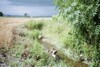 Entwässerungsgraben auf der Niederterrasse 