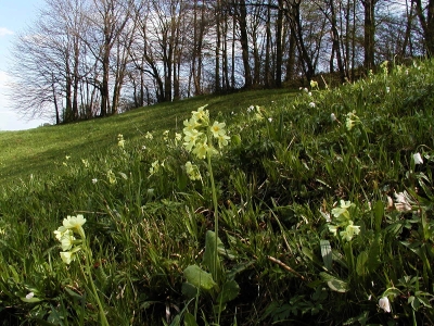 goldhaferreiche Weidefläche mit Hoher Schlüsselblume in Unterwald, 2,1 km ostsüdöstlich von St. Ulrich bei Steyr, Blickrichtung Südost 