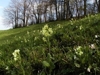 goldhaferreiche Weidefläche mit Hoher Schlüsselblume in Unterwald, 2,1 km ostsüdöstlich von St. Ulrich bei Steyr, Blickrichtung Südost 