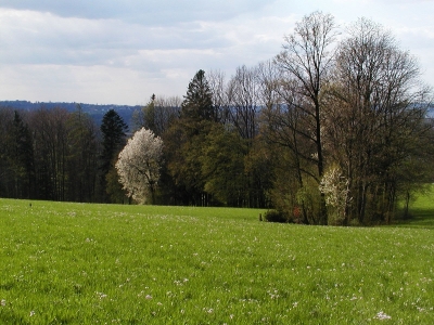 Intensiv genutzte Mähwiese und Eschenbegleitgehölz entlang eines kleinen Flyschbaches, 1,3 km südöstlich St. Ulrich bei Steyr, Blickrichtung Nordwest. 