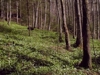 Geophytenreicher Grabenwald im Großkohlergraben auf der orographisch rechten Talseite, 3 km südsüdöstlich Kleinraming