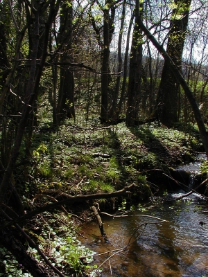 von Eschen dominiertes Bachgehölz im Offenland, 2,1 km ostsüdöstlich St. Ulrich bei Steyr, Blickrichtung Südost