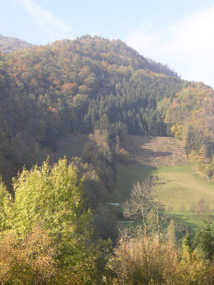 Aufforstung der Hangwiesen mit Fichten, südlich von Losenstein 