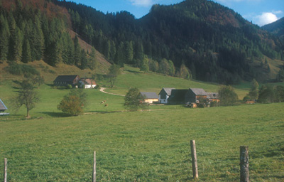 Aufgelöste Rodungsinseln bei Frauenstein, Ramsau (Molln)