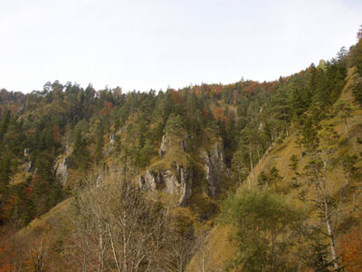 Föhrenwald, Felswände, westlich von Unterlaussa 