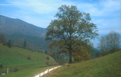 Stieleiche als Einzelbaum in Molln, Ramsau-Frauenstein 