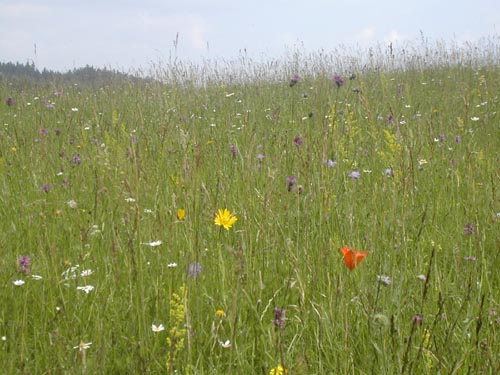 Artenreicher Kalk-Halbtrockenrasen im Naturschutzgebiet Orchideenwiese Pechgraben 