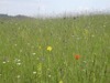 Artenreicher Kalk-Halbtrockenrasen im Naturschutzgebiet Orchideenwiese Pechgraben 