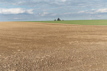 Intensive, strukturarme Agrarlandschaft mit hohem Anteil an Ackerflächen 