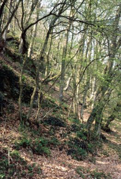 Hainbuchenwald im Bereich der Schlögener Schlinge 