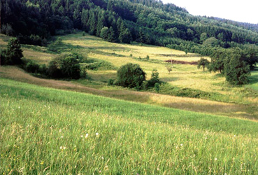 Die sogenannten 'Metzgerwiesen' bei Waldkirchen