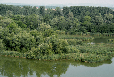 Auwaldbereiche in Reichersberg, Naturschutzgebiet Unterer Inn