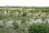 Vegetation auf Verlandungen in Katzenbergleithen