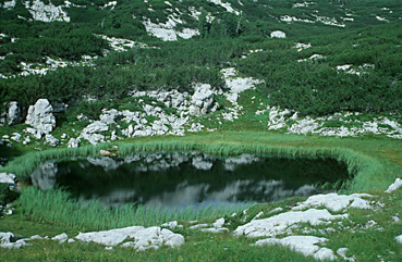 Hirzkarseelein mit Verlandungsvegetation