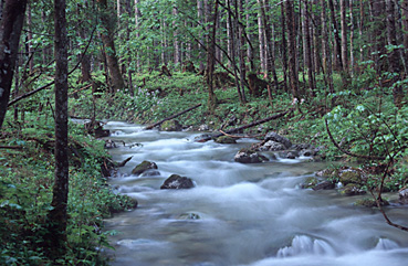 Wildbach im Koppenwinkel